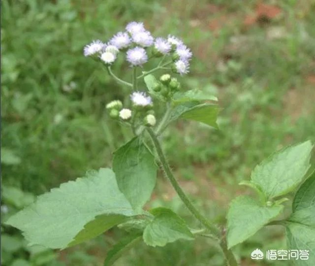 这是什么花?