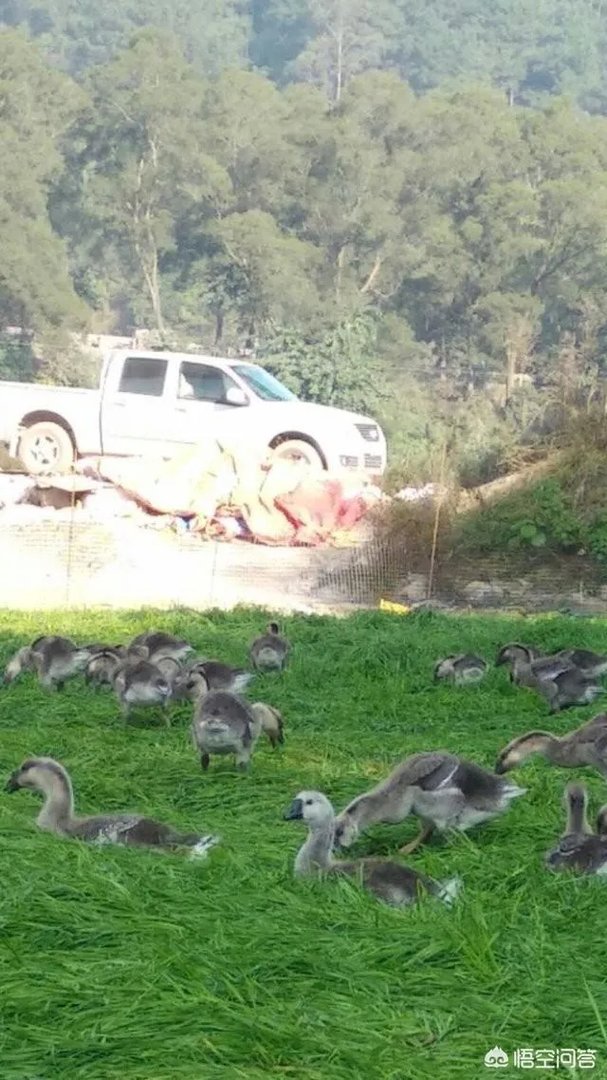 在广西这边养什么鹅好养殖？
