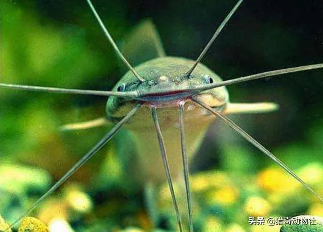 世界最大的鲶鱼都有哪些？