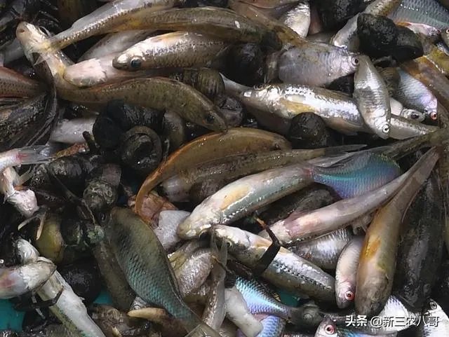 农村鱼塘增8亩，鱼塘用多大的增氧机比较好，该注意些什么？叶轮式增氧用多大的？