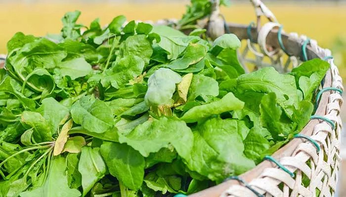 三月三吃荠菜煮鸡蛋有什么好处