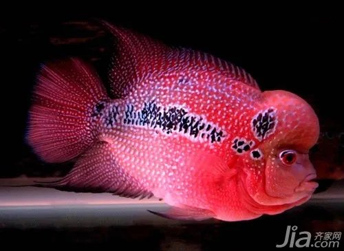 罗汉鱼怎么养 罗汉鱼饲养注意事项