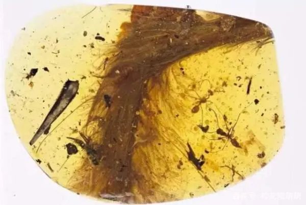 琥珀中发现了恐龙羽毛，那恐龙的外貌究竟是怎样的呢？