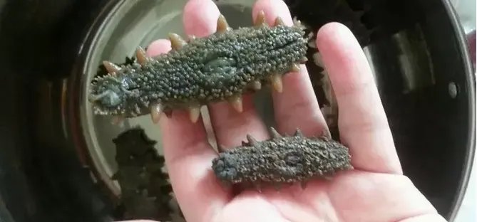 上海海参 大的好还是小的好？
