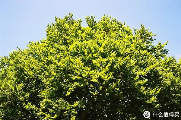 Contax G1 胶片相机:记录旅途的点点滴滴