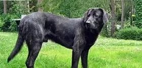 高加索咬狼犬和中亚牧羊犬的区别