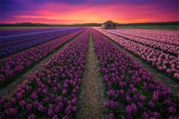 世界十大花海 最浪漫不过普罗旺斯薰衣草,一定要去