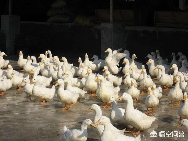 在广西这边养什么鹅好养殖？