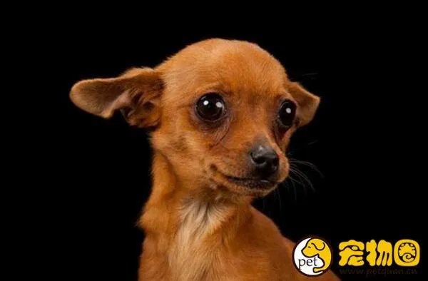 狗吃人事件是真是假，与主人关系越好越容易吃主人尸体