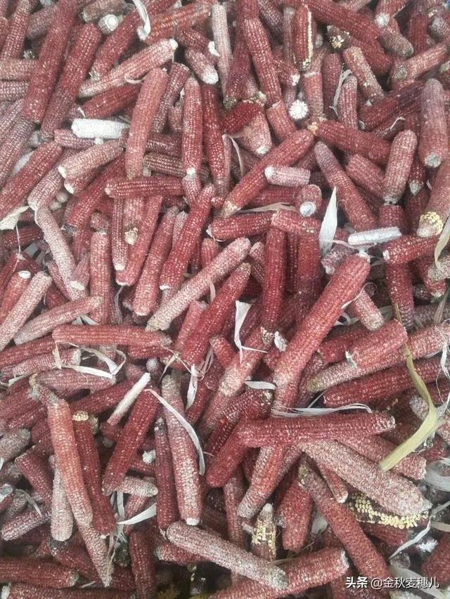 玉米芯有什么用途?