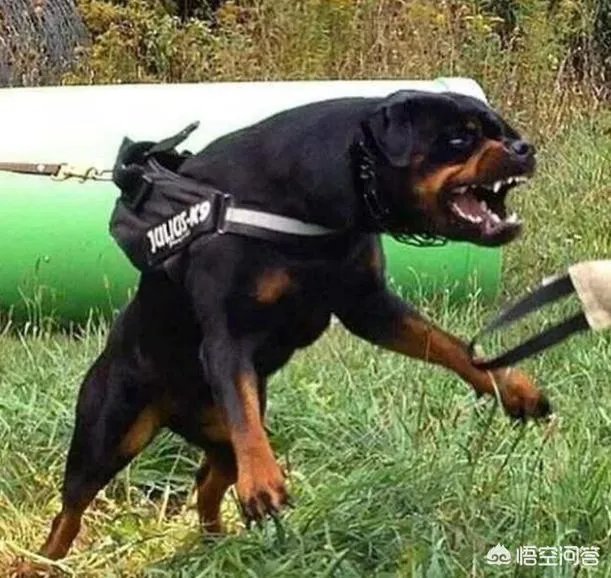 为什么罗威纳很少有人养？