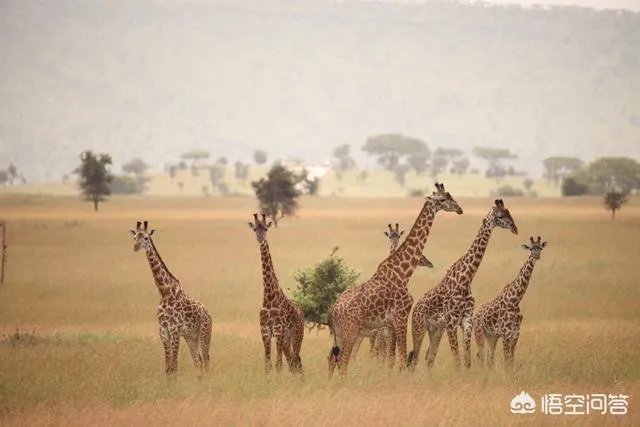 21世纪有哪些著名的旅行家？