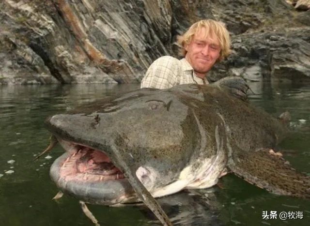 世界最大的鲶鱼都有哪些？