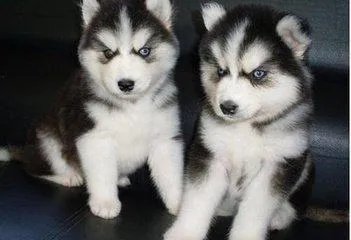 一般去买哈士奇的时候买多大的最好?