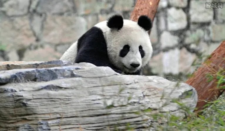 菲律宾发行熊猫债 什么叫熊猫债为什么会发行？