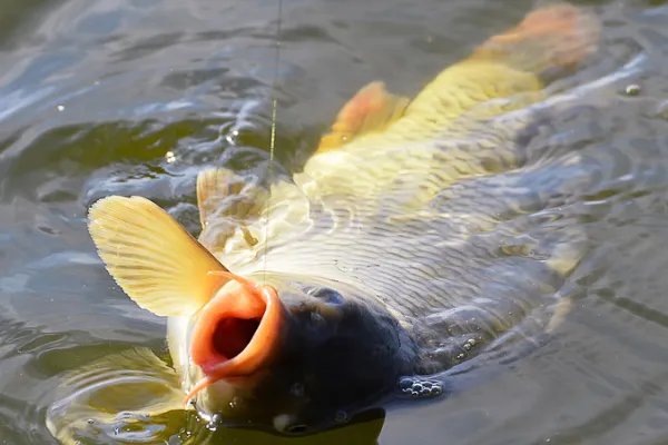 冬天锚钩锚鱼技巧