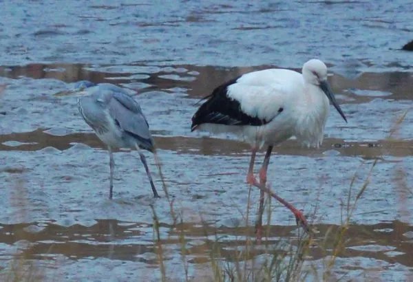 东方白鹳是国家保护动物吗？