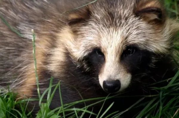 武汉一小区现多只貉，这些貂是什么品种？