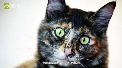 什么是玳瑁猫(图文)