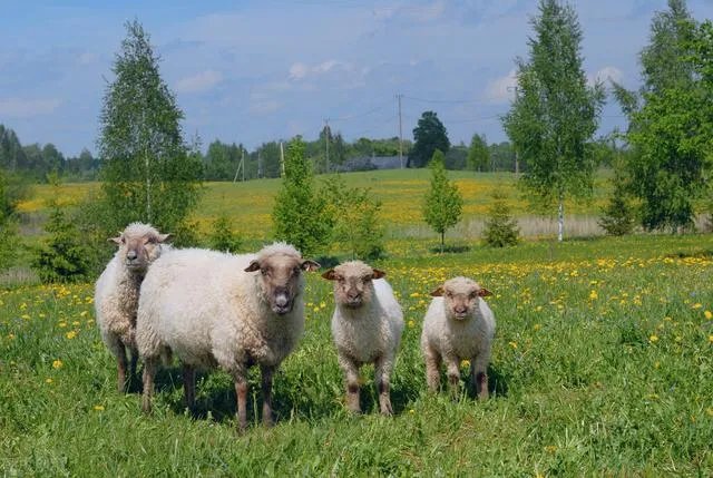 都说拉脱维亚美女“泛滥”，拉脱维亚真实的生活是什么样的？