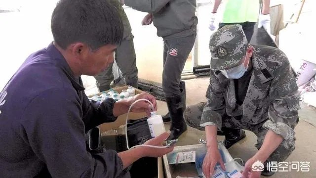 在广西这边养什么鹅好养殖？