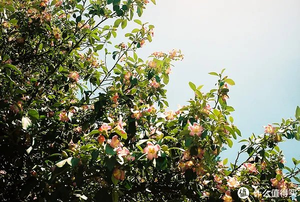 Contax G1 胶片相机:记录旅途的点点滴滴