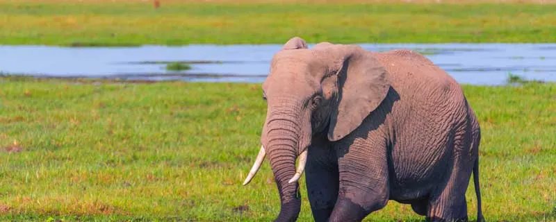 野生动物有哪些 野生动物有哪些种类