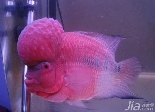 罗汉鱼怎么养 罗汉鱼饲养注意事项