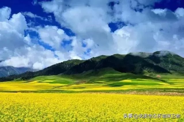 青海祁连山再次出现环境破坏事件，为什么还有人顶风作案？