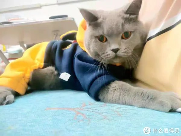 天然猫粮排行榜！你用的猫粮排第几？