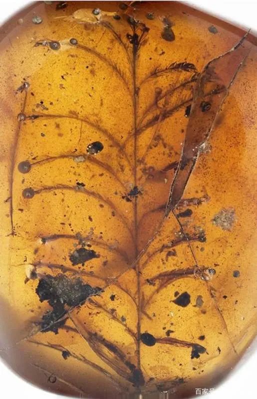 琥珀中发现了恐龙羽毛，那恐龙的外貌究竟是怎样的呢？