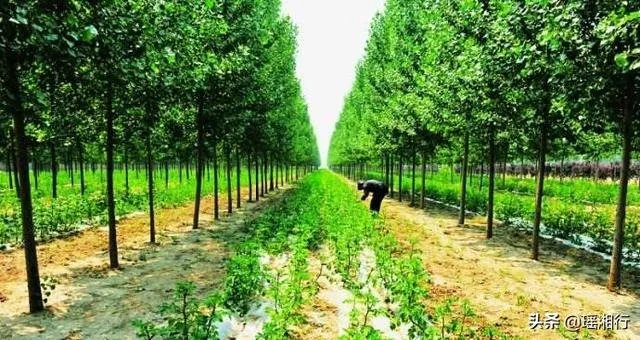 养殖种植什么前景好？