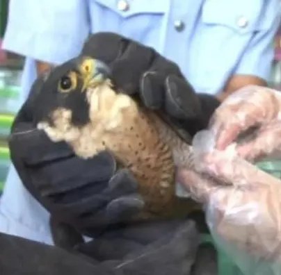 云南一居民家中发现怪鸟是什么呢？