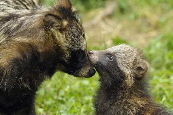 武汉一小区现多只貉,这些貂是什么品种?