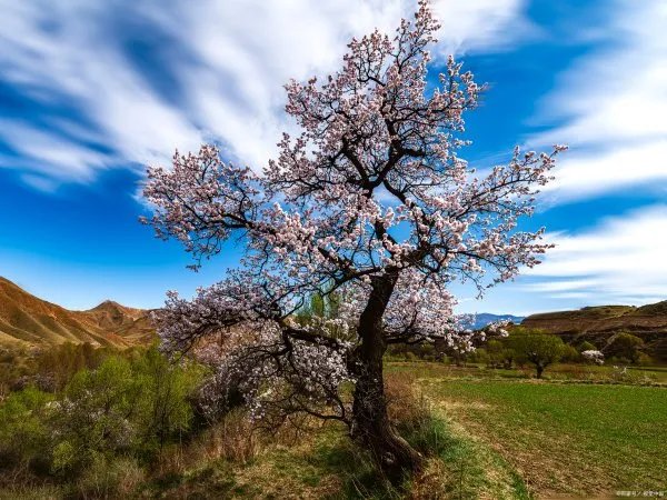 梨树出现二次开花现象是正常的吗?