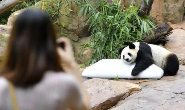 汶川大熊猫“婷婷”趴冰消暑是要生二胎了？