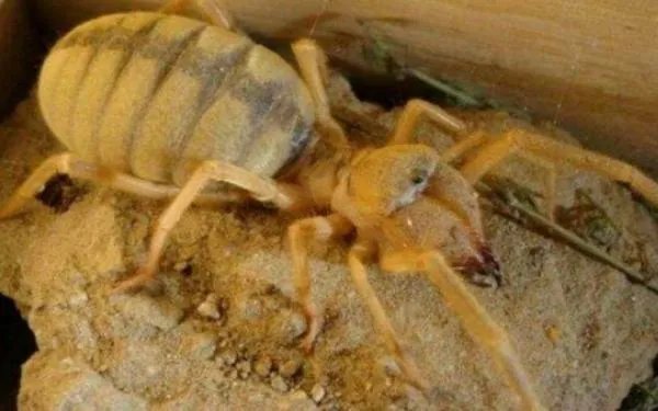 世界上最大的蜘蛛排行