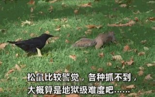 如何看待乌鸦拔熊猫毛搭窝？