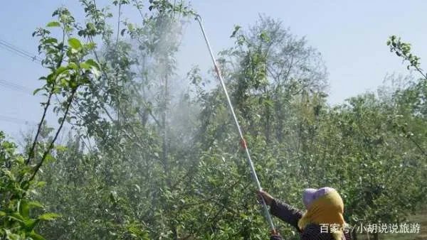 尿素做叶面肥,浓度多少合适?