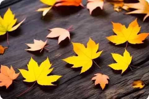 民革党员什么意思