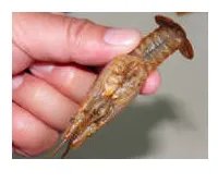 学做小龙虾，有不错的师傅吗