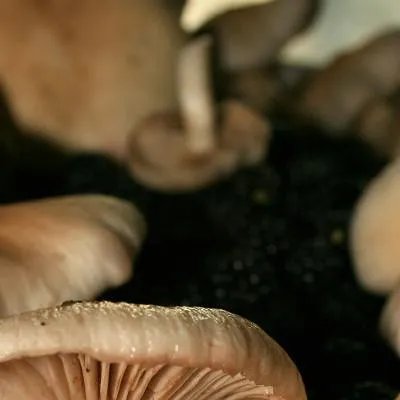 鼻子流鼻血怎么回事