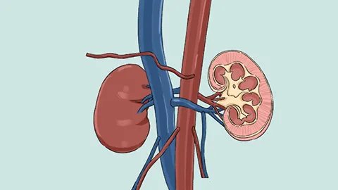 肾脏排毒的方法