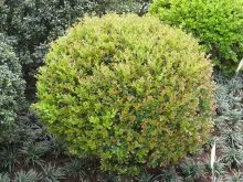 是不是黄杨树？