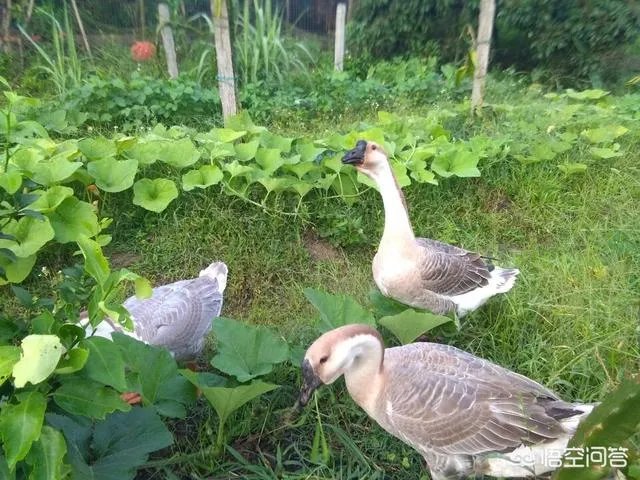 在广西这边养什么鹅好养殖？