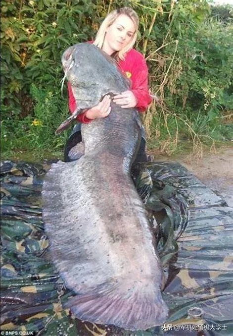 世界最大的鲶鱼都有哪些？