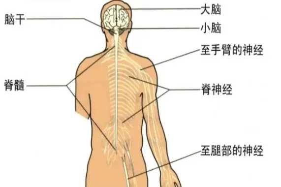 神经系统示意图