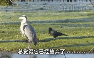 如何看待乌鸦拔熊猫毛搭窝？