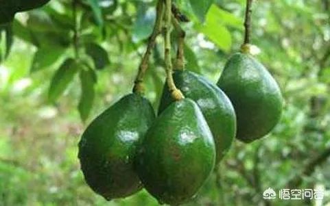 为什么智利和墨西哥都要争夺中国的牛油果市场？