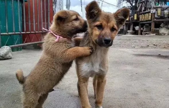 女孩等校车遭未拴绳狗扑咬